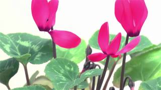 Blooming Cyclamen TimeLapse [upl. by Annairdua]