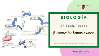 BETA OXIDACIÓN ÁCIDOS GRASOS [upl. by Grishilda121]