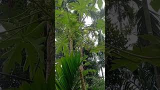 Modipol bibal shortvideo food  papayaflowers [upl. by Joshia]