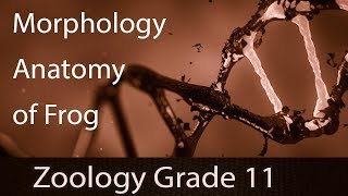 Structural Organization In Animals  Frog Morphology amp Anatomy  Introduction In Detail  Part 9 [upl. by Izogn]