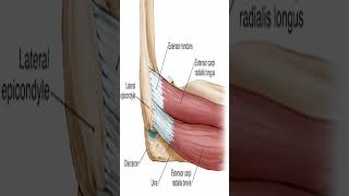 Anatomy Extensor Carpi Radialis Brevis ECRB shorts [upl. by Allerbag]