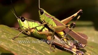 Grasshoppers mating in Sikkim [upl. by Nino]