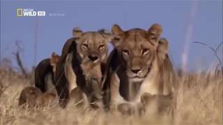 Afrikas cleverste Jäger  Raubkatzen auf Jagd Nat Geo Wild Doku [upl. by Selij576]