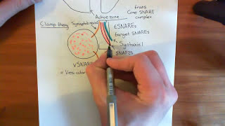 Botulinum Toxin Mechanism Part 1 [upl. by Savitt199]