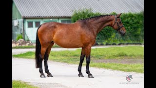 Umma Clearway  Contender 2012 HOLST breeding mare [upl. by Slein]