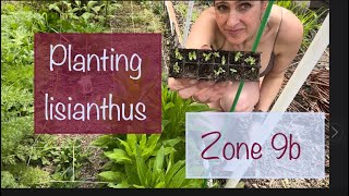 Planting Lisianthus in the Hoop House Zone 9b [upl. by Naujet442]