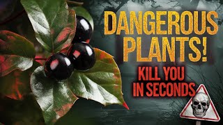 Most Dangerous Plants That Can Kill You in Seconds  Poisonous Plants  Poocho tv [upl. by Enirehtacyram]