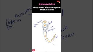 Diagram of human sperm easy [upl. by Iramo972]