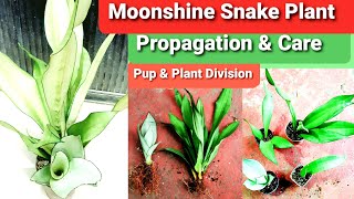 Moonshine Snake Plant Propagation  Sansevieria Pup amp Plant Division [upl. by Aihtekal]