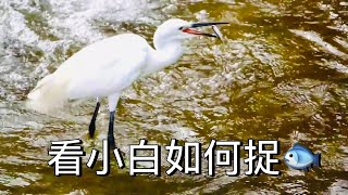 看小白鷺如何捉魚  Egretta garzetta [upl. by Yrehcaz292]