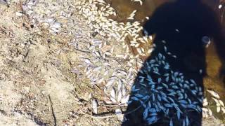 Major fish die off in Peck road park El Monte CA [upl. by Grimaldi719]