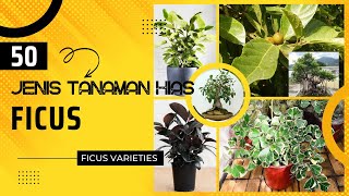 50 Jenis Tanaman Hias Ficus [upl. by Garvey325]