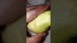 Guayaba Como la conecen en tu pais food fruta guayaba fruit desayuno breakfast youtubeshort [upl. by Furgeson]