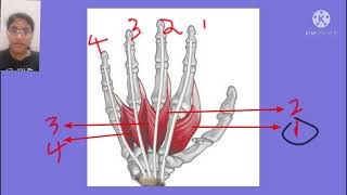 Lumbricals  Origin  Insertion  Nerve Supply  Action [upl. by Hadsall]