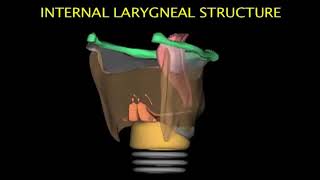 Larynx Animation [upl. by Larrad145]