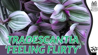 Tradescantia hybrid Feeling Flirty Care Guide and Tips 💐✨ [upl. by Rabbaj]