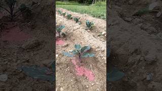 Slow Motion Fertilizing Nurturing a Healthy Cauliflower Plant cauliflower slowmotion plants [upl. by Ettedo521]