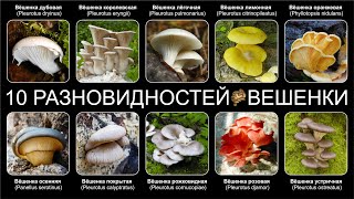 Топ 10 РАЗНОВИДНОСТЕЙ ГРИБОВ ВЁШЕНКИ [upl. by Tomlin]