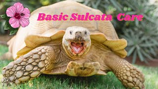 Basic Sulcata Tortoise Tiptoe Care [upl. by Candace54]