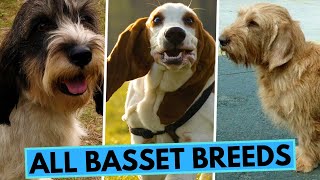 All Basset Dog Breeds [upl. by Okikuy]