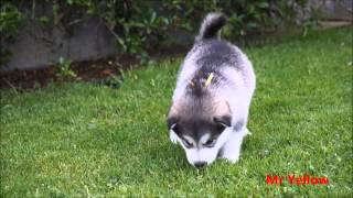 Alaskan Malamutes 4 weeks old [upl. by Hsu228]