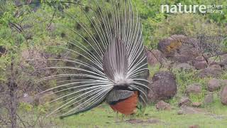 Indian peafowl male fanning tail feathers vibrating wing feathers and spinning in courtship display [upl. by Llewkcor]