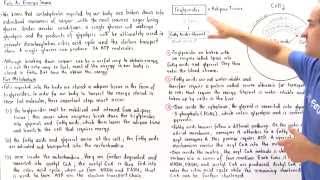 Triglyceride Metabolism [upl. by Samul]