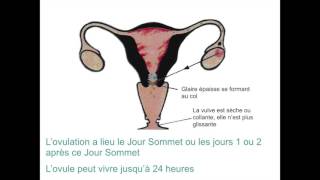 La méthode de lovulation Billings Vidéo formation [upl. by Figge207]