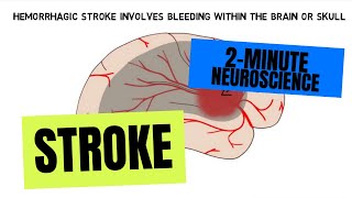 2Minute Neuroscience Stroke [upl. by Ayanad]