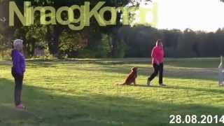 Nova Scotia Duck Tolling Retriever Dog Agility [upl. by Antonin]