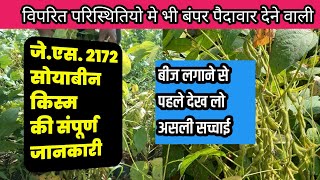 Js 2172 soybean variety  जेएस 2172 सोयाबीन किस्म की संपूर्ण जानकारी [upl. by Rozalin482]