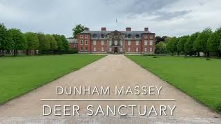 Dunham Massey England National Trust Deer Sanctuary in 60 seconds [upl. by Anaerb]