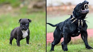 ANTES E DEPOIS DE ANIMAIS CRESCENDO TRANSFORMAÃ‡Ã•ES ANIMAIS INCRÃVEIS [upl. by Flatto984]