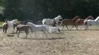 Sylvie Willms HorseShow  Liberty with 11 horses [upl. by Buckingham]