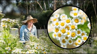 Growing Feverfew FAST and EASY from cuttings Matricaria [upl. by Tally]