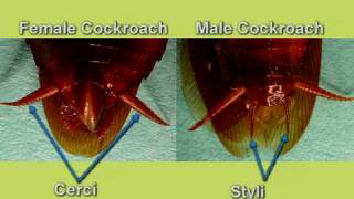 Cockroach dissection  Reproductive system [upl. by Fernyak]