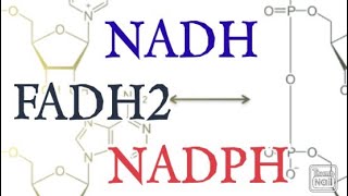 NADH FADH2 NADPH  Biochemistry [upl. by Linus]