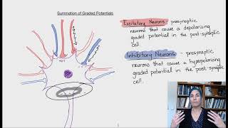 Summation of Graded Potentials [upl. by Ehrlich656]