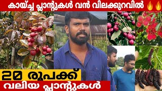 ചെറിയ വിലയുള്ള വലിയ നഴ്സറി  Plant nursery  Fruits Plants [upl. by Stanleigh417]