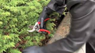 Prunethis How to prune shrubs like Juniper and Arborvitae [upl. by Ahsinroc381]