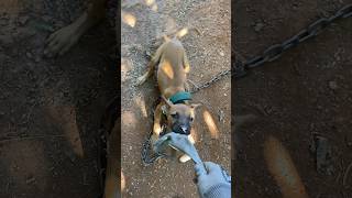 Apbt puppy getting some chain time apbt puppy dog [upl. by Faulkner]