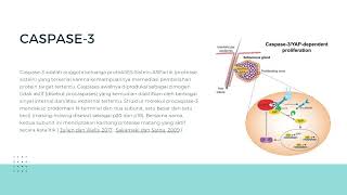 APOPTOSIS CASPASE3 [upl. by Caraviello]