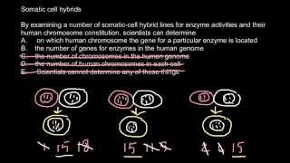 Somatic cell hybridization [upl. by Regnij145]