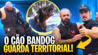 ESSE BANDOG É MUITO DOIDO [upl. by Notyal]