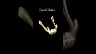 Structure Of Hyoid Bone shorts medical study [upl. by Bergeman]