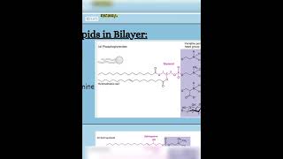 Let’s learn about the Types of Phospholipids  CSIR2024 LifeScience Phospholipids CellBiology [upl. by Jacobo535]