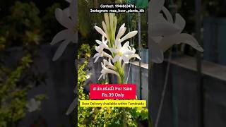 சம்பங்கி Rs39 onlyTuberose bulbs for sale Gardening Tips Tamil shorts tamil plants [upl. by Ebaj]