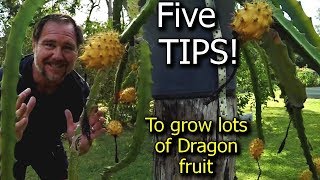 5 Tips How to grow a ton of dragon fruit [upl. by Melvin]