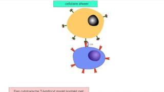 5V 3e afweerlinie  cellulaire afweer [upl. by Itsrik]