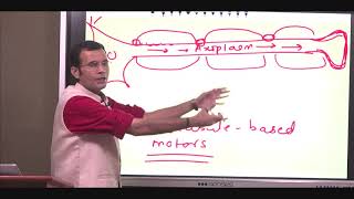 Axonal transport and transmission Whats the onward vs opposite direction for axonal conduction [upl. by Eberto]